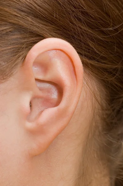 Closeup of a human ear